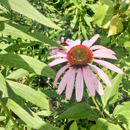 Photo of wildflower