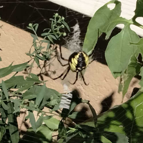 Photo of garden spider