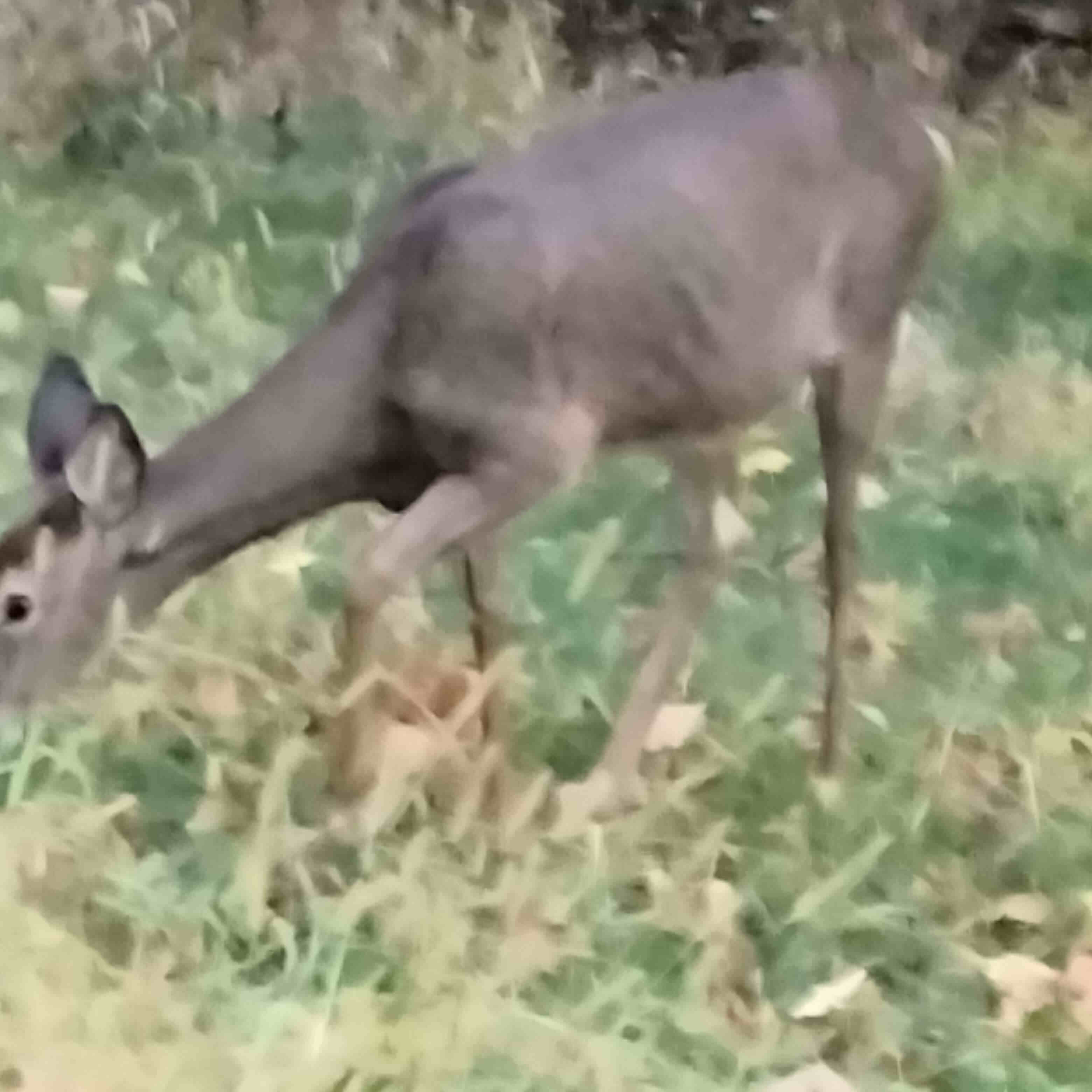 Photo of dark brown deer