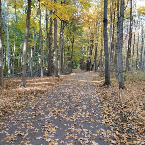 Photo of a forest in fall