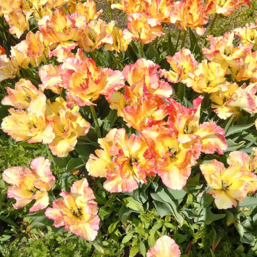 Photo of yellow flowers
